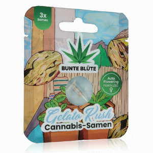 Bunte Blüte Gelato Kush Cannabis-Samen 3 Samen