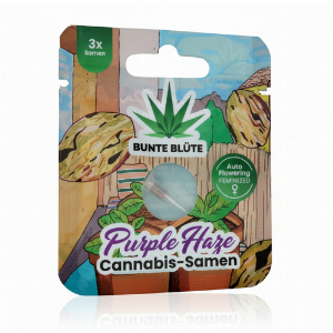 Bunte Blüte Purple Haze THC Cannabis-Samen 3 Samen