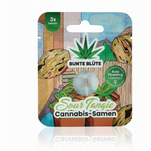 Bunte Blüte Sour Tangie THC Cannabis-Samen 3 Samen