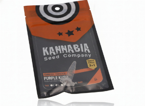 Kannabia Cannabis Samen Purple Kush 4 Stk.