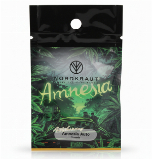 Nordkraut Amnesia Auto Cannabis-Samen 3 Stück