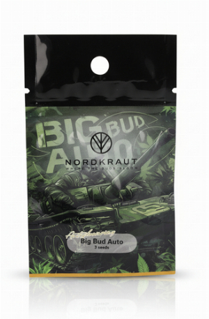 Nordkraut Big Bud Auto Cannabis-Samen 3 Stück