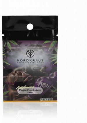 Nordkraut Purple Punch Auto Cannabis-Samen 3 Stück