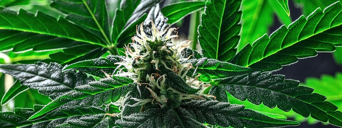 Cannabispflanze