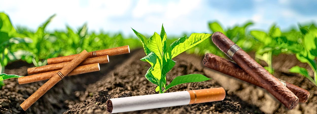 Tabakpflanze und fertiger Rauchtabak in Form von Zigaretten, Zigarillos und Zigarre