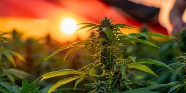 Cannabispflanze bei Sonnenuntergang