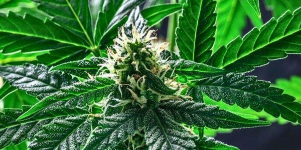 Cannabispflanze