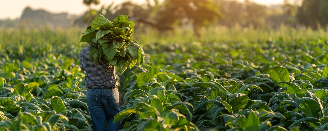 Tabak Blätter bei der Ernte - Unterschiedliche Sorten und Beliebtheit Tabak Blätter bei der Ernte - Unterschiedliche Sorten und Beliebtheit
