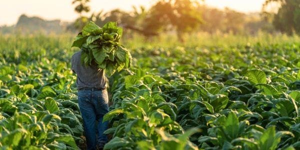 Tabak Blätter bei der Ernte - Unterschiedliche Sorten und Beliebtheit