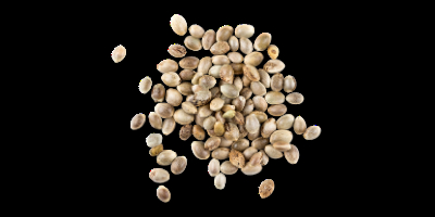 Hanfsamen verstreut Hanfsamen verstreut