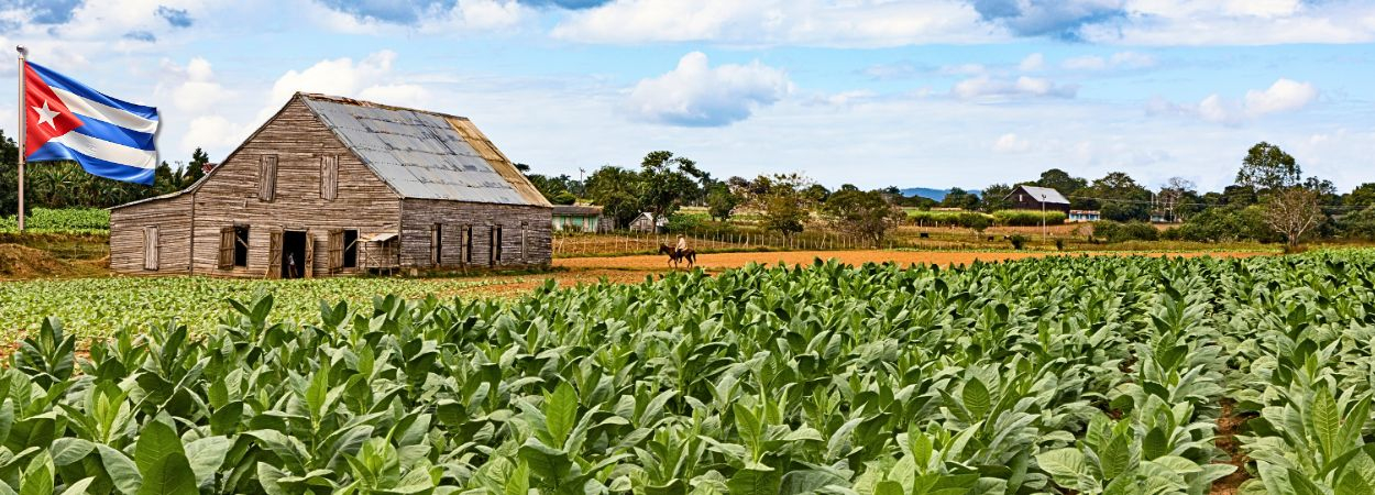 Tabakanbauplantage in Kuba