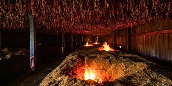 Tabakblätter beim trocknen über einer offenen Feuerstelle