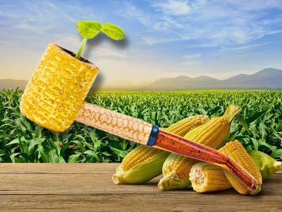 Maisfeld und Pfeife Maisfeld und Pfeife