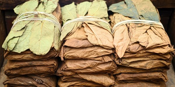 gebündelte Tabak-Ballen gebündelte Tabak-Ballen