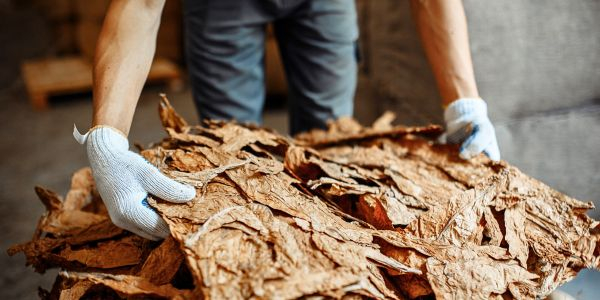 Tabakblätter wenden