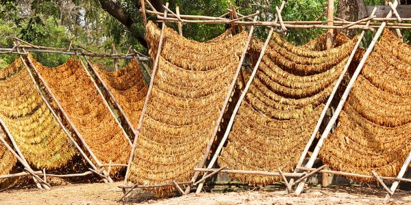 Tabakblätter beim trocknen in der Sonne